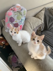 I wasn't expecting kittens to beg!