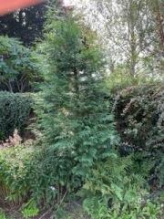 Evergreen tree IDs please!