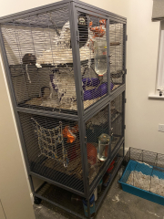 I've taken rescue rats and can't stand the smell