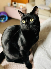 Cat pics to distract me