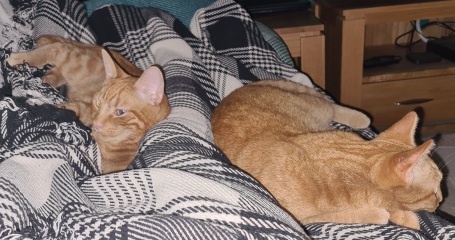 Please can I see your orange cats?