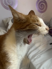Please can I see your orange cats?