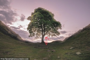 Sycamore Gap - tree has been felled!