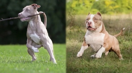 To think this just sums up XL Bully owners?