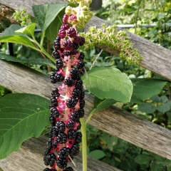 Do you recognise this plant?