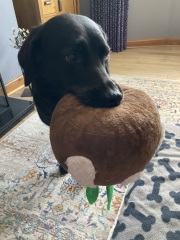 To start a positive dog thread