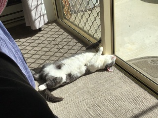 To tell my cat he is insane