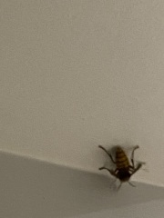 What the hell flew into my bedroom last night?