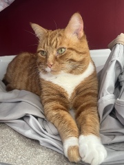 Please can I see your orange cats?