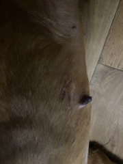 Any vets? Male has large nipple pics included