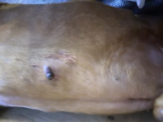 Any vets? Male has large nipple pics included