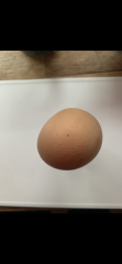 Double Yolkers