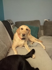 Any dog lovers here?