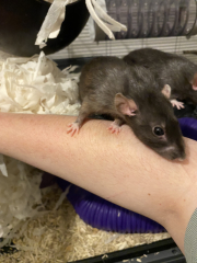 I've taken rescue rats and can't stand the smell