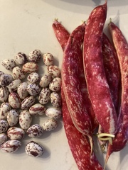 Freezing climbing French beans