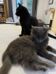 We found a kitten. Tips