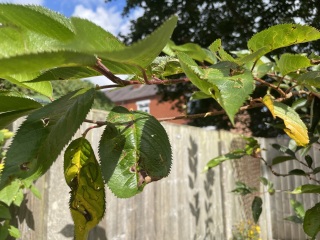Cherry blossom tree leaves - yellow/brown, crinkled? (Photos!)