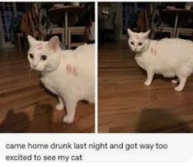 I'm in bed with COVID and utterly miserable. Can I see pics of your pets/favourite memes or favourite jokes?