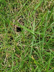 Holes in my lawn
