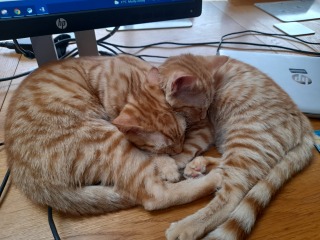 Please can I see your orange cats?