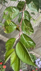 Cherry blossom tree leaves - yellow/brown, crinkled? (Photos!)