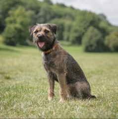 Please tell me about your Border Terriers