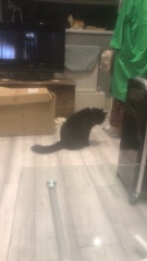 Further Adventures of the Excellent Cats