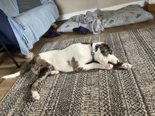 Who wants to play another round of guess what my foster dog is?