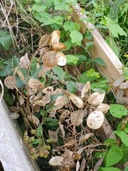 What have you done in the garden today? Part 3