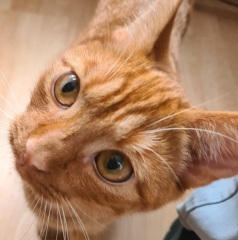 Please can I see your orange cats?