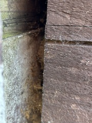 What is this behind my railway sleepers?