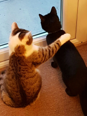 Anyone think three cats is manageable?