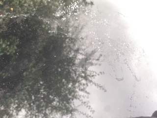 Bird poo really?! Any car experts ?!