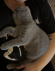 BSH stopped eating wet food in the last few days
