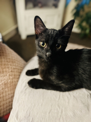 Cat pics to distract me
