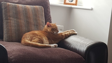 Please can I see your orange cats?