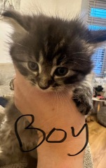 Oh god ....do I get the kitten ?