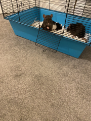 I've taken rescue rats and can't stand the smell