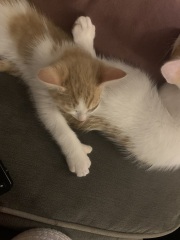 I need some name ideas for my new hooligans!