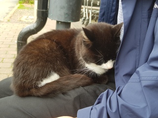 Further Adventures of the Excellent Cats