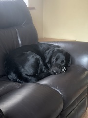 Has anyone decided that dogs aren't allowed on couches now? And succeeded?
