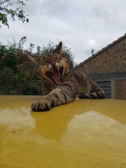 Thug cat part 5 - For he will not do destruction, if he is well-fed, neither will he spit without provocation.