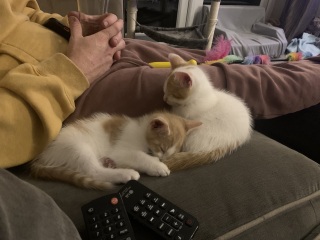 I need some name ideas for my new hooligans!