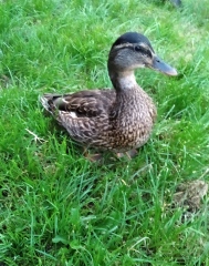 Come and tell me your dull and unexciting news 26: Calmly through the day 