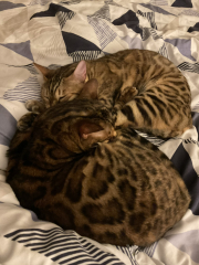 How have cats improved your life?