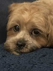 To start a positive dog thread
