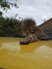Thug cat part 5 - For he will not do destruction, if he is well-fed, neither will he spit without provocation.