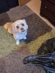 To start a positive dog thread