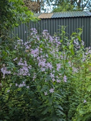 Would anyone like to ID some plants for me? 