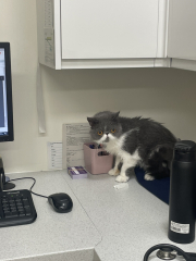 Potential new inmate at Toddler Towers.